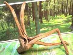 2026年最新】ブランチウッドの人気アイテム - メルカリ