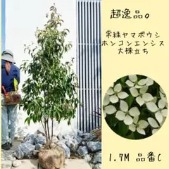 常緑ヤマボウシ ホンコンエンシス大株立ち1.7M(鉢底から)品番Cのサムネイル