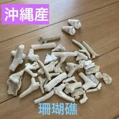 （沖縄産）サンゴと貝殻のセット