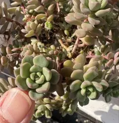 sabe様 リクエスト 7点 まとめ商品