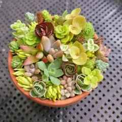 メルカリ便発送‼︎　レイオブライト　変わり斑 4株カット苗 メルカリ便発送‼︎ レイオブライト 変わり斑 4株カット苗