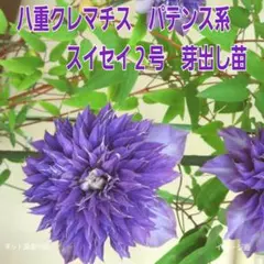 ■ 八重クレマチス パテンス系 　新旧枝咲き　スイセイ2号　芽出し苗　■のサムネイル