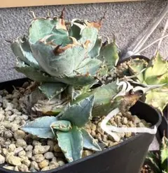 2026年最新】アガベ 子株 セットの人気アイテム - メルカリ