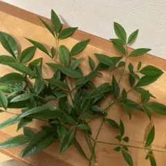 南天の葉　料理の彩り　盛り付けの添え　リース　しめ縄　ネコポスいっぱい