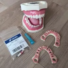 2025年最新】顎模型 舌の人気アイテム - メルカリ
