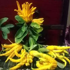 2025年最新】仏手柑の人気アイテム - メルカリ