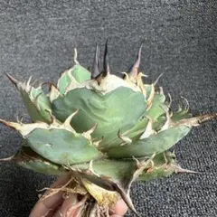 2025年最新】アガベ チタノタ ハデスの人気アイテム - メルカリ