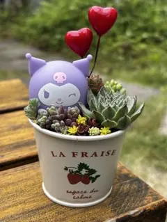 多肉植物寄せ植え　そのまま飾れる寄せ植え 多肉植物 寄せ植え そのまま飾れる 【公式通販】
