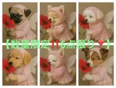 【数量限定‼️６点限り❣️】新柄　パネル生地　（即購入⭕️）