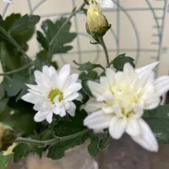 りょうすけママ様 リクエスト 2点 まとめ商品