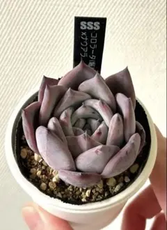 2026年最新】コロラータ ナウアラの人気アイテム - メルカリ