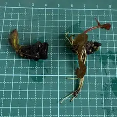 골든 고블릿 완비사, 두 품종, 온대 수련, 온대 수련