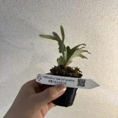 y*i様 ビカクシダ　ウィリンキー　ジェイドガール胞子培養苗