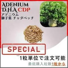 【種子】アデニウム 獅子葉 CDP /セット割あり 数量1粒から購入OKのサムネイル