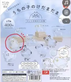 うちの子けだまだま 柴犬 犬 ガチャガチャ