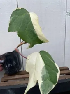 2025年最新】オカメヅタの人気アイテム - メルカリ