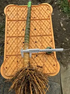 kino様 リクエスト 2点 まとめ商品