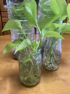 森本ちず代様 リクエスト 2点 まとめ商品