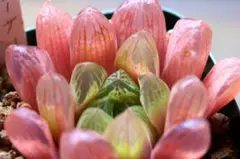 3763 マリン パープルピンク系　多肉植物 ハオルチア アロエのサムネイル