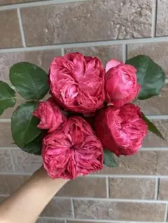 2025年最新】薔薇の人気アイテム - メルカリ