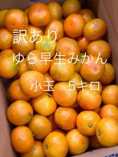 20.ゆら早生みかん 家庭用　小玉 5キロ