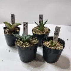 2026年最新】アガベ パリー 姫吉祥天の人気アイテム - メルカリ