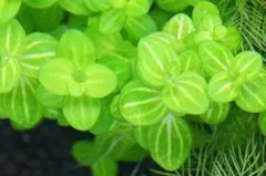 hide様 リクエスト 4点 まとめ商品