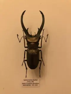 2025年最新】エラフスホソアカクワガタ 標本の人気アイテム - メルカリ