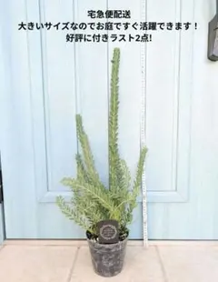 スタイリッシュなミモザ　☘　アカシア　ブルーブッシュ　☘　苗　オージープランツ
