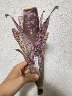 ブロメリア　billbergia talbot my girl ブロメリア billbergia talbot my girl - メルカリ