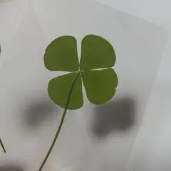 Item thumbnail for item 73e3239d-f2c4-4185-adb3-e5bff6f69e27