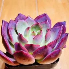 韓国苗　フリルスヨン　　　抜き苗 2025年最新】多肉植物 韓国苗 抜き苗の人気アイテム - メルカリ