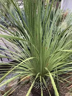 2026年最新】ダシリリオン ミキワネンシスの人気アイテム - メルカリ