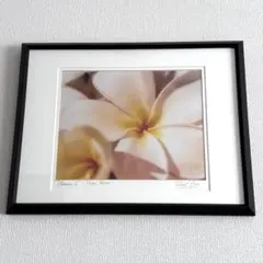 ★美品★【額装済み】ＧＡＲＲＹ　ＰＡＬＭ　ハワイ　絵画　プルメリア　ハワイアン ☆美品☆【額装済み】GARRY PALM 絵画 プルメリア ハワイアン