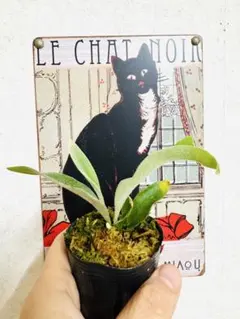 2026年最新】pedro tatsutaの人気アイテム - メルカリ