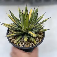 笹の雪　サンキング 2025年最新】笹の雪 サンキングの人気アイテム - メルカリ