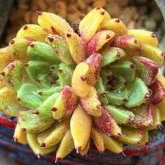 NEW❗️【レア種】大人気エケベリア　韓国苗　沙羅姫牡丹　美苗　厳選苗　多肉植物❣️のサムネイル