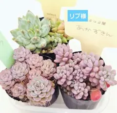 リブ様 リクエスト 3点 まとめ商品