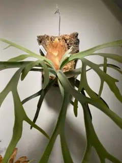 2026年最新】月光 ビカクシダの人気アイテム - メルカリ