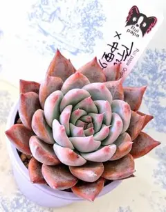 2026年最新】ルイパパさん苗の人気アイテム - メルカリ