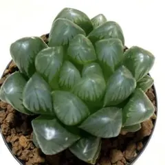 おまつ様 リクエスト 3点 まとめ商品