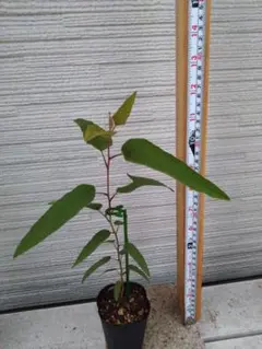 紅茶様 リクエスト 2点 まとめ商品