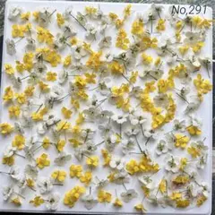 No,291 アリッサム210輪＋α ドライフラワー花材