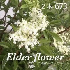 673. エルダーフラワー 西洋ニワトコ 抜き苗2本 - メルカリ