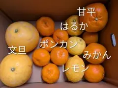 愛媛県産　柑橘詰め合わせ　5kg　家庭用