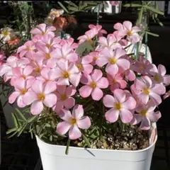 オキザリス　Oxalis Peach kiss 球根　⑥のサムネイル