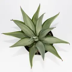 アガベ：クイックシルバー・B（5号鉢）希少　レア　斑入り　 アガベ　観葉植物のサムネイル