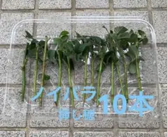 ノイバラ　挿木用枝　10本　ネコポスのサムネイル