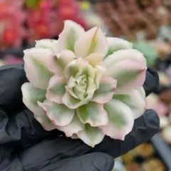 *ちゃ*　多肉整理中様 リクエスト 2点 まとめ商品