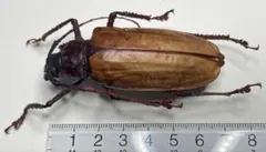 白狐@評価コメントは取引メッセージにて様 リクエスト 2点 まとめ商品